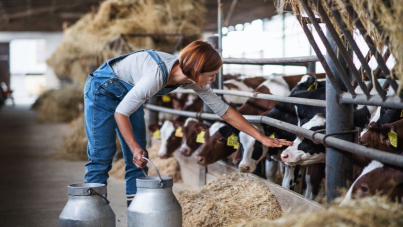 New Zealand Dairy Industry Attracts International Farmers